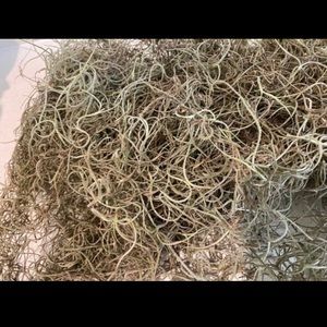 Organic fresh Live Florida Spanish Moss